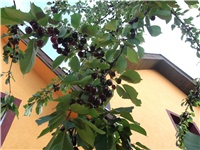 0d01449a-Picture 011.jpg